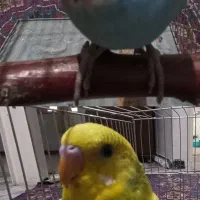 مرغ عشق نر و مادە