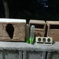 لونه فنج،طوطی عروس،جای اب،جای دانه