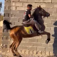 اسب مادیون سواری دار