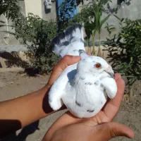 کبوتر جفتکاهی|پرنده|گالیکش, |دیوار