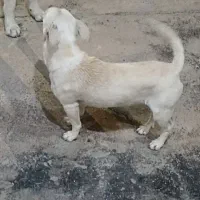 واگذاری سگ پا کوتاه|سگ|رامهرمز, |دیوار