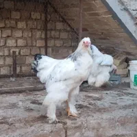 تخم مرغ نطفه دار برهما