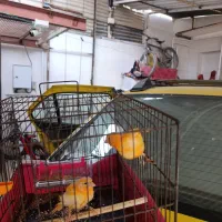 قناری سرخ|پرنده|رامهرمز, |دیوار