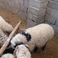 چاق بره محل ی نره|حیوانات مزرعه|رفسنجان, |دیوار