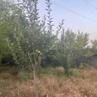 گلخانه