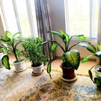 دیفن باخیا شیک وزیبا در اندازه های مختلف|گل و گیاه طبیعی|پاوه, |دیوار