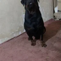روتوایلر نر و ماده