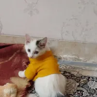 واگذاری گربه رایگان