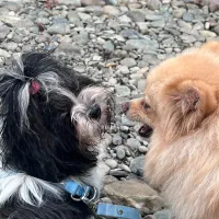 پت خانگی|سگ|رشت, دیلمان|دیوار