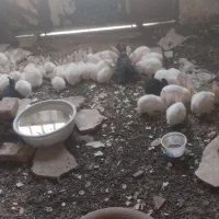 خرگوش