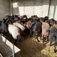 بره نر‌جهت‌قربانی|حیوانات مزرعه|جوادآباد, |دیوار