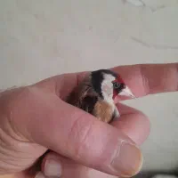 سهره نر رسمی معاوضه با فنچ