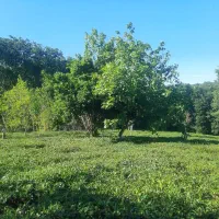 4500-متر-باغ-چای-باجاده-ماشین-رو