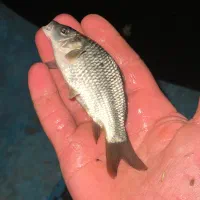 پانکه ی طلای وسیلور برای هه ر نوع استخری