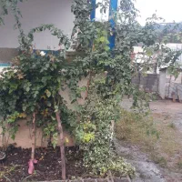 فروش-خونه-ویلایی-روستایی-گیلان