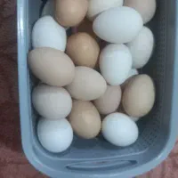 تخم مرغ محلی تازه
