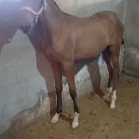 کره نر ۱۴ ماهه زیبا|حیوانات مزرعه|شاهین‌شهر, گزبرخوار|دیوار