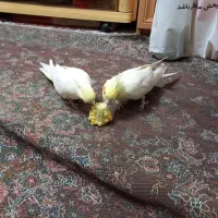 عروس هلندی گمشده