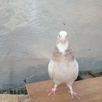 هما ماده عطیقه|پرنده|نکا, |دیوار