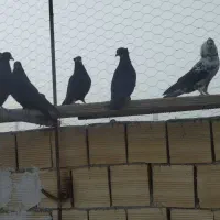 ۶ عدد سیا بوشهری شرط پرش ورزنگ