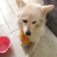 سگ اشپیتز ب