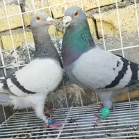 سبز خودمونی|پرنده|کازرون, |دیوار