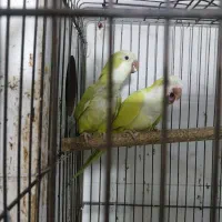 راهب آماده آماده