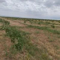 زمین کشاورزی ۳ هکتاری مناسب گلخانه در نجم آباد