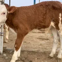 جنس درجه یک|حیوانات مزرعه|شمشک, |دیوار