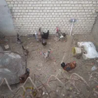 مرغ و خروس بزرگ|حیوانات مزرعه|رامشیر, |دیوار