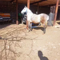 مادیان شناسنامه دار|اسب و تجهیزات اسبسواری|اسلامآباد غرب, |دیوار