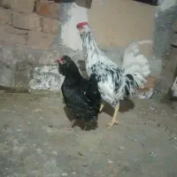 مرغ و خروس گلین جوان اصل