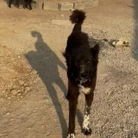 گمشده|حیوانات|مسجد سلیمان, |دیوار