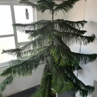 کاج مطبق استثنائی