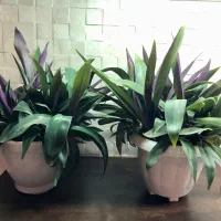 تعدادی گل آپارتمانی زیباوشاداب