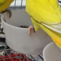 طوطی برزیلی|پرنده|تهران, نیکنام|دیوار