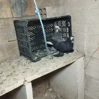 کبوتر های سالم|پرنده|تبریز, |دیوار