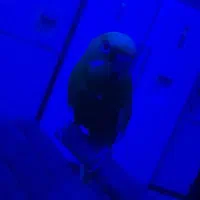 مرغ عشق به همراه وسایل|پرنده|خوی, |دیوار