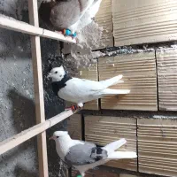 کبوتر