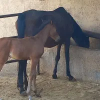 اسب مادیون با کره نر درشول