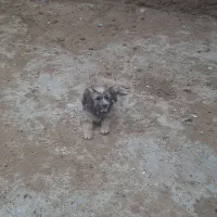 سگ پاکوتا