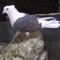 کفتر رنگی دمبی و کله دمبی و دوکتی ماده|پرنده|قم, دروازه ری|دیوار