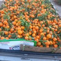 میوه مرکبات کوهستانی|خوردنی و آشامیدنی|اصفهان, دانشگاه اصفهان|دیوار