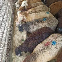 خاکستری زنده ابلق شاخی