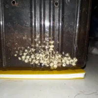 حلزون اچاتینا