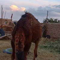 شتر|حیوانات مزرعه|زرند, |دیوار