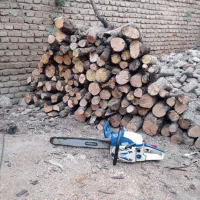 خرید درخت و انواع خدمات چوب