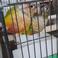 عروس هلندی وگرینچیک جوجه وبالغ،