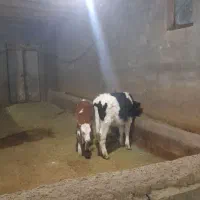 گاو|حیوانات مزرعه|بیجار, |دیوار