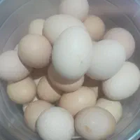 تخم مرغ محلی